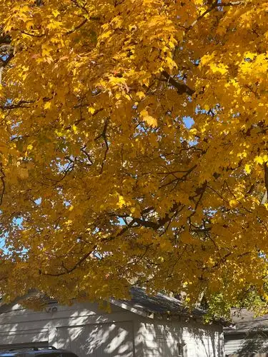 Pure autumn bliss, bathed in golden light.